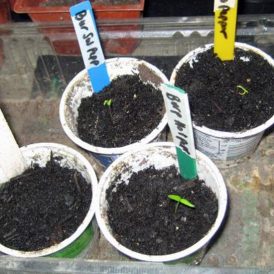 Seed Starting Time Image